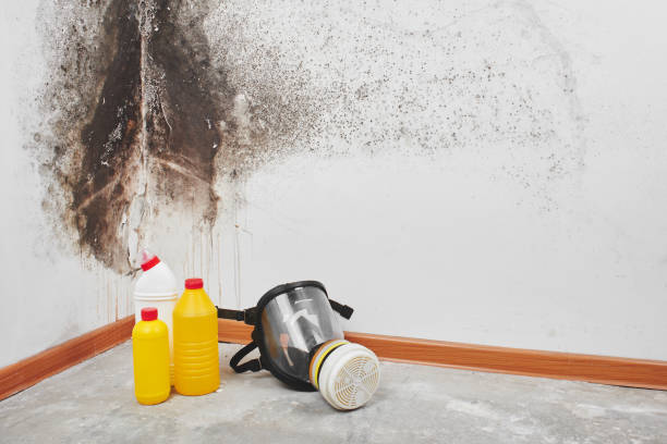 Best Toxic Mold Removal  in Hoback, WY