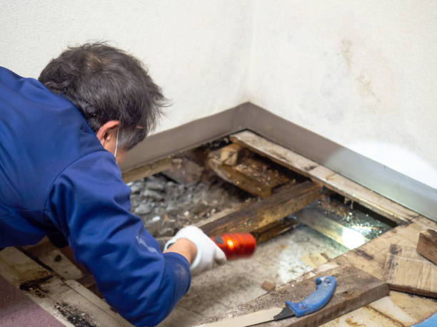 Best Water Damage Restoration  in Hoback, WY