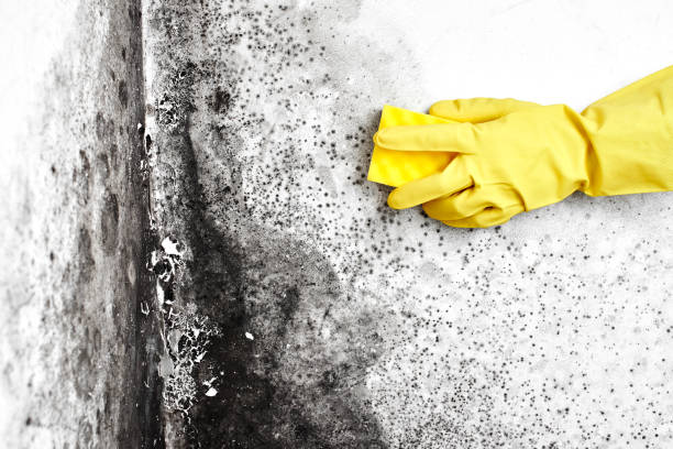 Best Mold Remediation  in Hoback, WY