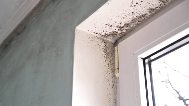 Best Mold Testing  in Hoback, WY