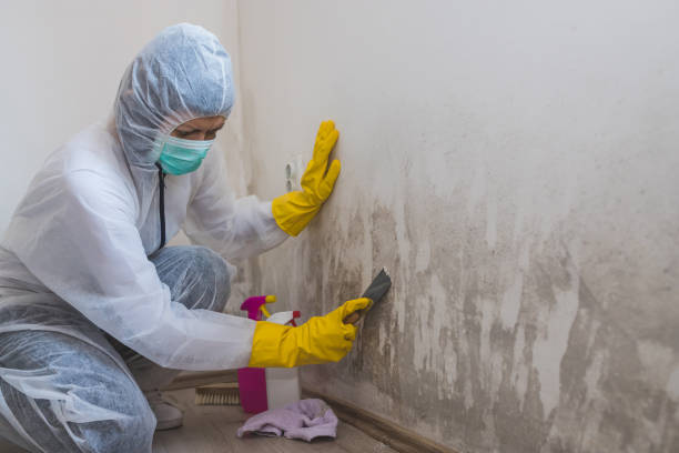 Best Mold Cleaning Services  in Hoback, WY