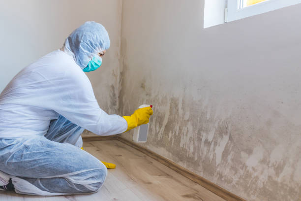 Best Certified Mold Removal  in Hoback, WY