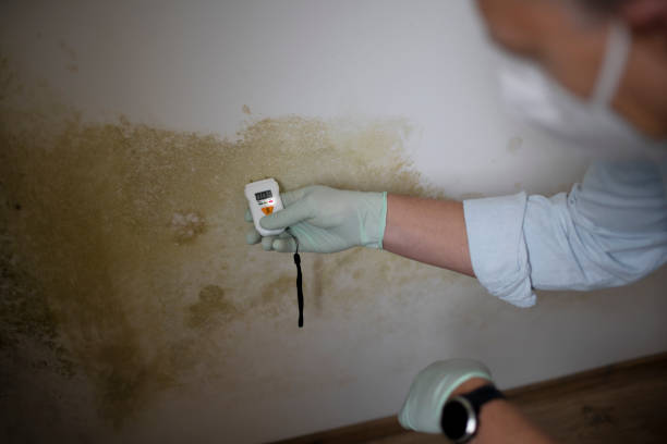 Best Local Mold Removal Service  in Hoback, WY