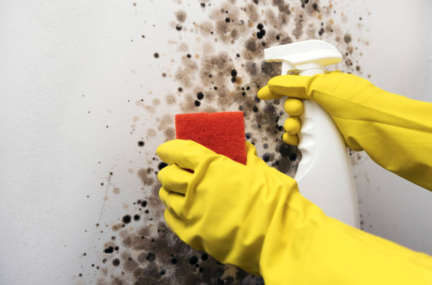 Best Black Mold Removal  in Hoback, WY