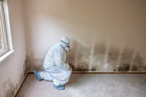Best Mold Damage Repair  in Hoback, WY
