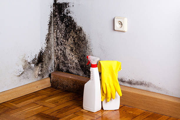 Hoback, WY Mold Removal Company